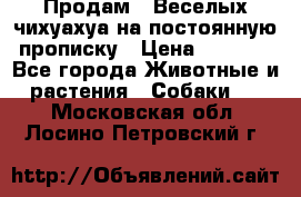 Продам.  Веселых чихуахуа на постоянную прописку › Цена ­ 8 000 - Все города Животные и растения » Собаки   . Московская обл.,Лосино-Петровский г.